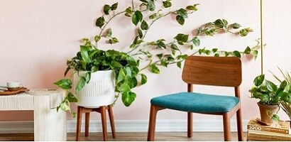 使用無痕&trade; 透明迷你掛鈎打造室內植物牆